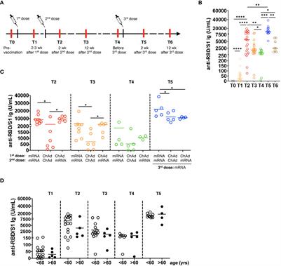 Booster dose of mRNA vaccine augments waning T cell and antibody responses against SARS-CoV-2